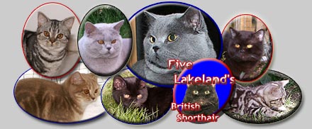 Five Lakeland`s British Shorthair